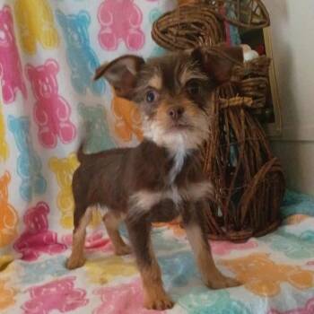 Chihuahua Dogs Available for Adoption - Teddy | PetCurious