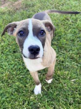 Millie -  Labrador Retriever and Pit Bull Terrier Dog for Adoption in Greenlawn, New York - Millie | PetCurious