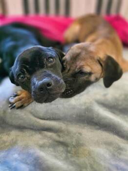 Amelia -  Pit Bull Terrier and American Bulldog Dog for Adoption in Wake Forest, North Carolina - Amelia | PetCurious