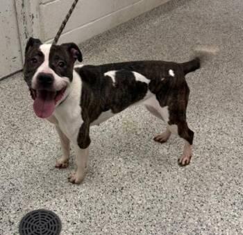 Bo Sua -  Pit Bull Terrier and Mixed Breed Dog for Adoption in Kansas City, Missouri - Bo Sua | PetCurious