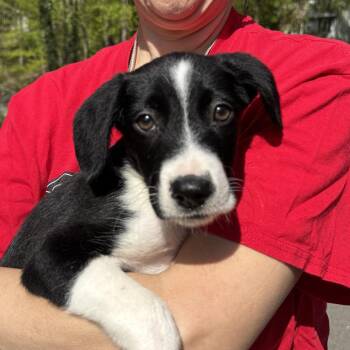Border Collie and Labrador Retriever Dogs Available for Adoption in Stormville, New York - CT Rigatoni (Courtesy Post In Stamford) | PetCurious