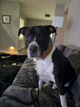 Buddy -  Pit Bull Terrier Dog for Adoption in Milwaukee, Wisconsin - Buddy | PetCurious
