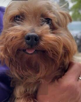 Yorkshire Terrier Dogs Available for Adoption in Severance, Colorado - Sparkles | PetCurious