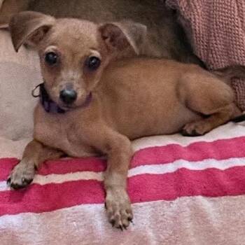 Laverne -  Chihuahua and Mixed Breed Dog for Adoption in Bend, Oregon - Laverne | PetCurious