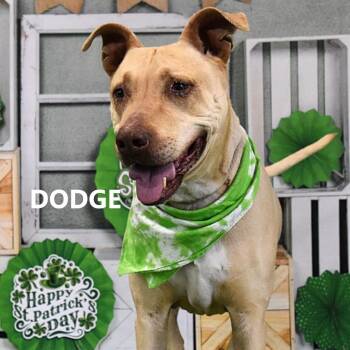 Dodge -  Yellow Labrador Retriever Dog for Adoption in Yuma, Arizona - Dodge | PetCurious