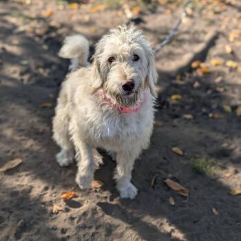Savannah -  Goldendoodle Dog for Adoption in Coeur D