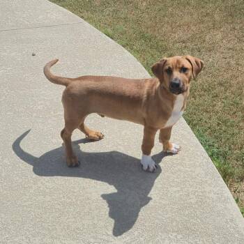 Sox -  Basset Hound and Labrador Retriever Dog for Adoption in Corpus Christi, Texas - Sox | PetCurious