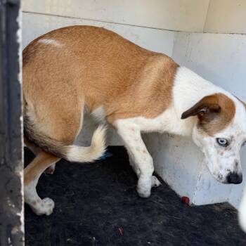 Prim -  Mixed Breed Dog for Adoption in Pine Bluff, Arkansas - Prim | PetCurious