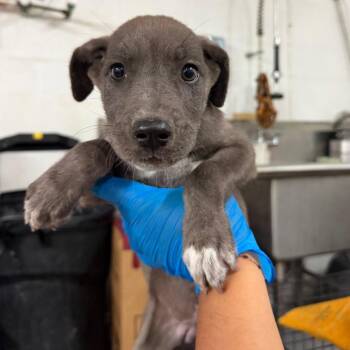 Karen -  Great Dane and Mixed Breed Dog for Adoption in Edinburg, Texas - Karen | PetCurious
