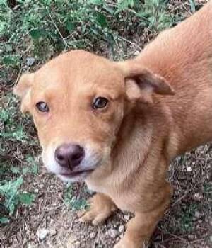 Jill -  Beagle and Australian Cattle Dog Blue Heeler Dog for Adoption in Sudbury, Massachusetts - Jill | PetCurious