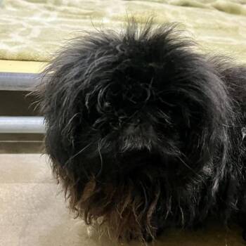 Onyx -  Pekingese Dog for Adoption in Sioux City, Iowa - Onyx | PetCurious