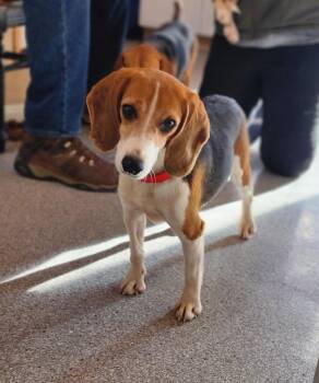 Rescue Beagle Dogs for Adoption in Hartville, Wyoming - Lucille | PetCurious