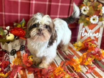 Rescue Shih Tzu Dogs for Adoption in Peebles, Ohio - Rylie | PetCurious