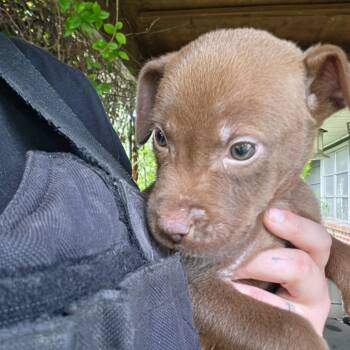 Chomper -  Chocolate Labrador Retriever Dog for Adoption in Birmingham, Alabama - Chomper | PetCurious