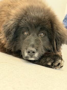 Newfoundland Dog Dogs Available for Adoption in Steinbach, Manitoba - Levi | PetCurious