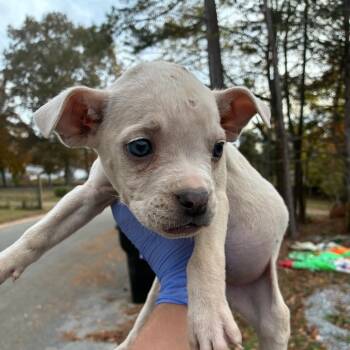 Rescue Mixed Breed Dogs for Adoption in Chattanooga, Tennessee - Nova | PetCurious