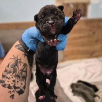 Espresso -  Cane Corso Dog for Adoption in Wahiawa, Hawaii - Espresso | PetCurious