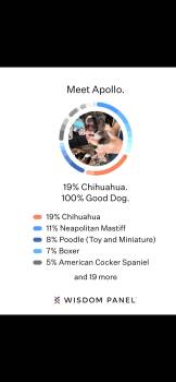 Hubbell -  Chihuahua and Neapolitan Mastiff Dog for Adoption in Severance, Colorado - Hubbell | PetCurious