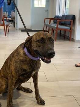 River - 1 -  Labrador Retriever and Mixed Breed Dog for Adoption in Daytona Beach, Florida - River - 1 | PetCurious