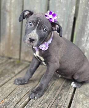 Dottie (Dx10) -  Affenpinscher Dog Available for Adoption in Hartsville, South Carolina - Dottie (Dx10) | PetCurious