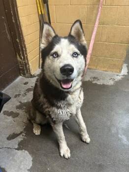 Siberian Husky Dogs Available for Adoption in Stockton, California - KNOX | PetCurious