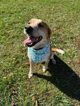 Rescue Australian Cattle Dog Blue Heeler Dogs for Adoption in Scottsburg, Indiana - SOPHIA | PetCurious