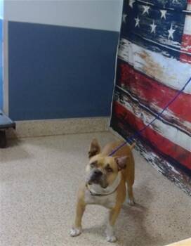 American Bulldog Dogs Available for Adoption in Doral, Florida - CUTIE | PetCurious