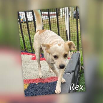 Rescue Corgi Dogs for Adoption in Fredericksburg, Virginia - Rex | PetCurious