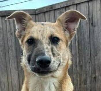 Anatolian Shepherd and Terrier Dogs Available for Adoption - Lyra | PetCurious