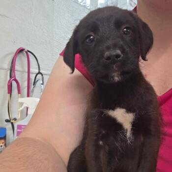 Labrador Retriever and Mixed Breed Dogs Available for Adoption in Clanton, Alabama - Bambi | PetCurious