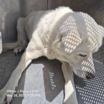 TXAC-Stray-19845 -  Great Pyrenees and Mixed Breed Dog Available for Adoption in Portland, Texas - TXAC-Stray-19845 | PetCurious