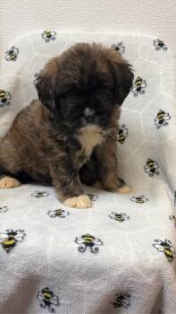 Jenga -  Poodle and Feist Dog for Adoption in Clinton, South Carolina - Jenga | PetCurious