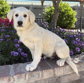 Great Pyrenees and Husky Dogs Available for Adoption - Cloud | PetCurious