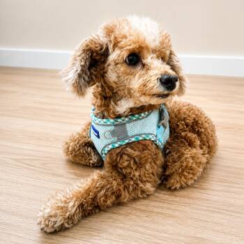 King -  Miniature Poodle Dog for Adoption in Bradenton, Florida - King | PetCurious