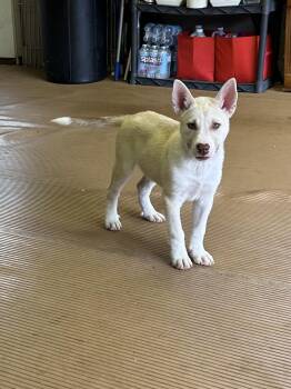 FROST -  Husky and Shepherd Dog for Adoption in Elyria, Ohio - FROST | PetCurious