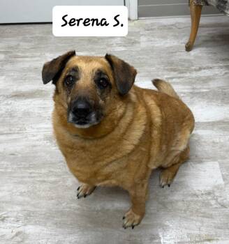 German Shepherd Dog Dogs Available for Adoption - Serena S | PetCurious