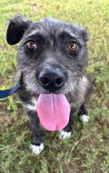 Tippy -  Terrier Dog for Adoption in Greenwood, Mississippi - Tippy | PetCurious