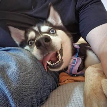 Pancake -  Husky Dog for Adoption in Penfield, New York - Pancake | PetCurious