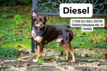 Diesel -  Chihuahua and Miniature Pinscher Dog for Adoption in Sevierville, Tennessee - Diesel | PetCurious