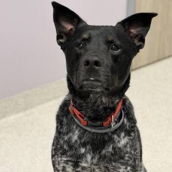 Sam -  Mixed Breed Dog for Adoption in Cooperstown, New York - Sam | PetCurious