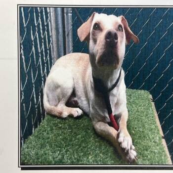 Chihuahua Dogs Available for Adoption in Pasadena, California - Chauncy | PetCurious