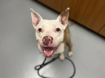 Mixed Breed Dogs Available for Adoption in St. Cloud, Florida - KAIA | PetCurious