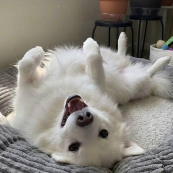 American Eskimo Dog and Japanese Spitz Dogs Available for Adoption - Koda | PetCurious