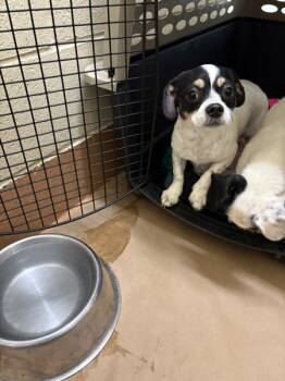 Rescue Chihuahua Dogs for Adoption in Kennewick, Washington - Candy Apple | PetCurious