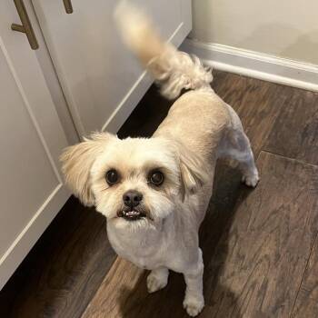 Papi - Home to Home -  Shih Tzu Dog for Adoption in South Elgin, Illinois - Papi - Home To Home | PetCurious
