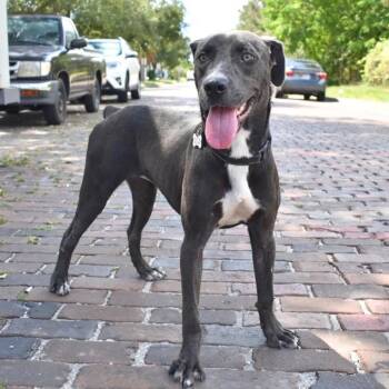 Snookie -  Mixed Breed Dog for Adoption in St. Petersburg, Florida - Snookie | PetCurious