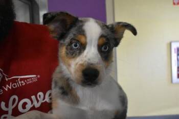Dossier -  Australian Shepherd and Mixed Breed Dog for Adoption in Kansas City, Missouri - Dossier | PetCurious