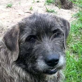 Beau (20260710-02) -  Irish Wolfhound Dog for Adoption in Niagara Falls, Ontario - Beau (20260710-02) | PetCurious