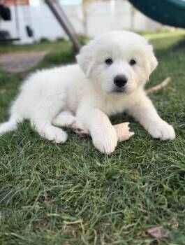 Great Pyrenees Dogs Available for Adoption in Midway, Utah - Emma | PetCurious