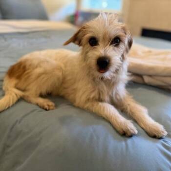 Dolly -  Maltese and Terrier Dog Available for Adoption in Torrance, California - Dolly | PetCurious